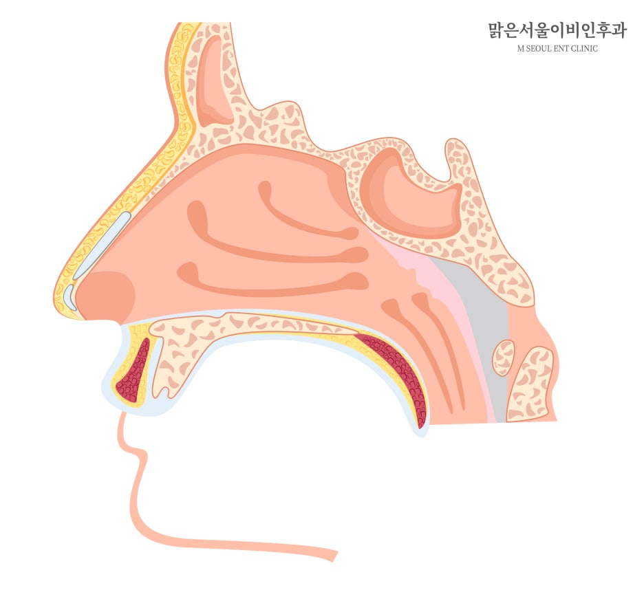 후각장애 원인과 종류는[의정부이비인후과]