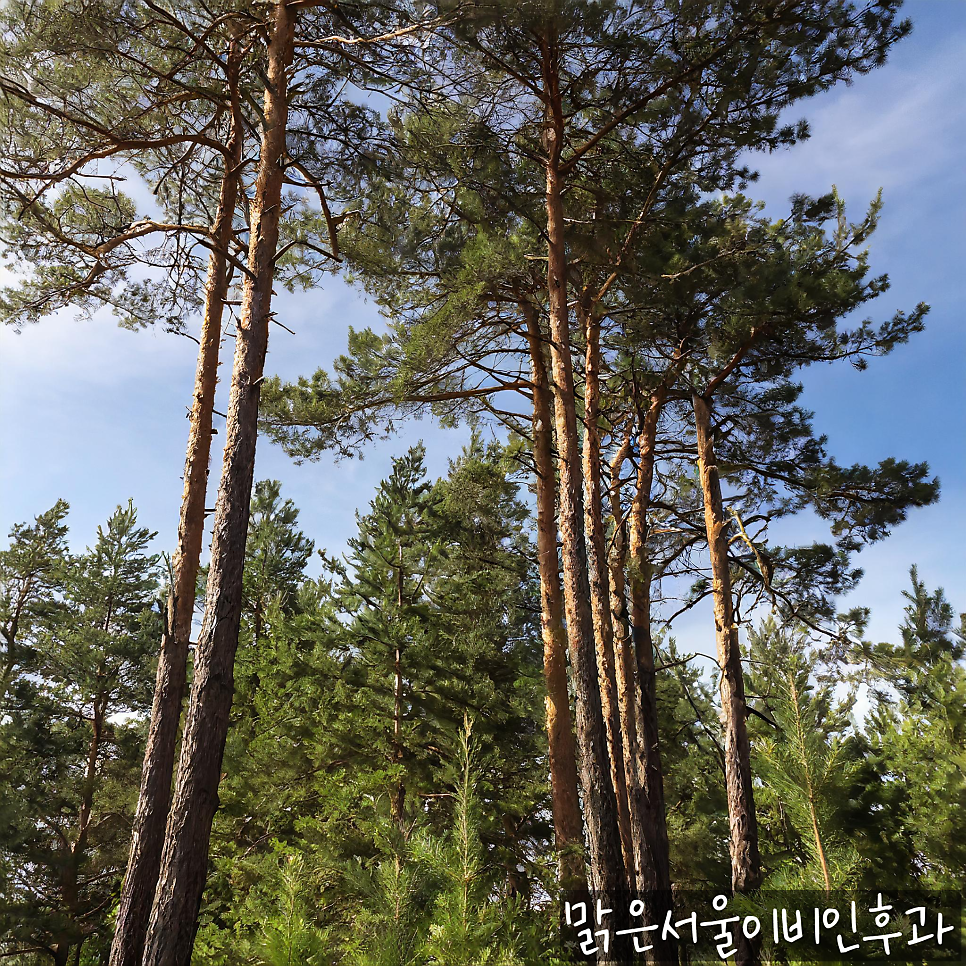 다가오는봄! 두려운 꽃가루 알레르기! [의정부 알레르기][의정부알레르기비염][의정부이비인후과]
