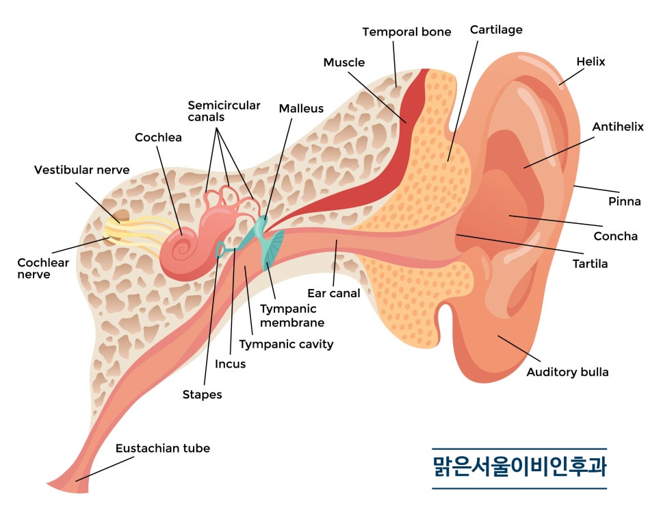곰팡이로 인한 외이도염은 어떻게 치료하나요? [구리이비인후과]