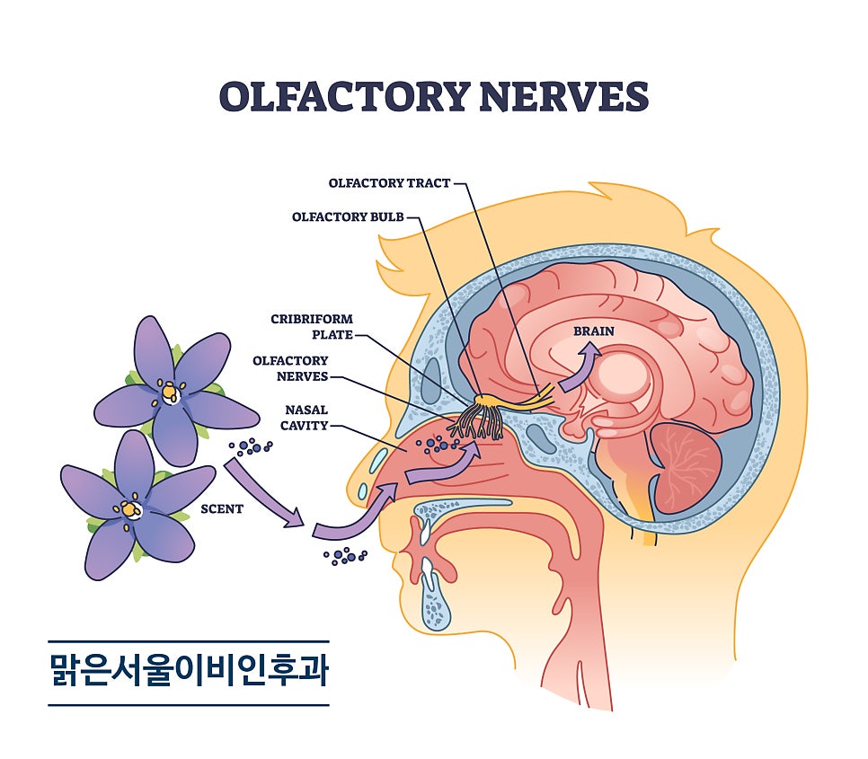 코세척은 꼭 필요한가요? [포천이비인후과]