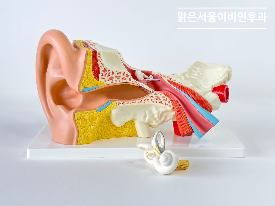 귀가 잘 안 들린다면? 이비인후과에서 검사를 받아보세요 [포천이비인후과]