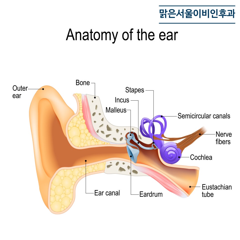겨울철만 되면 어지럽다면? 이석증 치료법 [포천이비인후과]