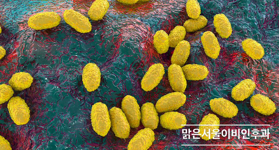 백일해를 아시나요? [민락동이비인후과]