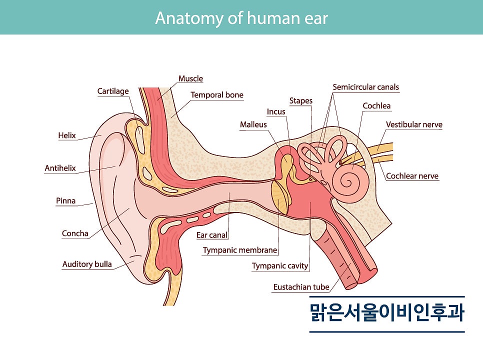 명절에 무리한 집안일은 이석증을 유발할 수도 있습니다 [별내이비인후과]