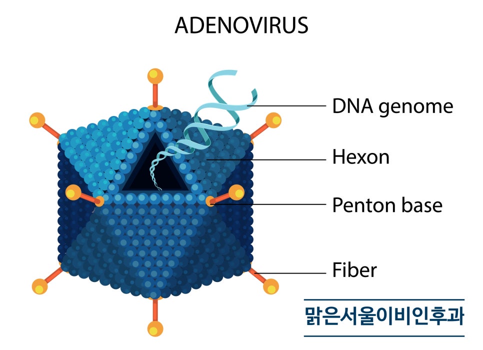 목이 붓고 아프면 편도선염? [노원이비인후과]