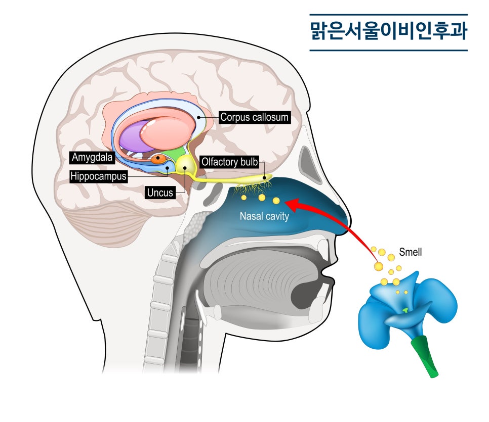 [구리이비인후과] 후각장애도 여러 종류가 있습니다