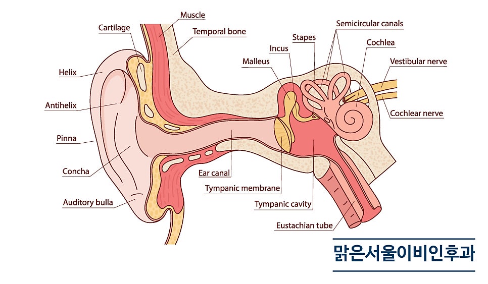 [포천이비인후과] 어지럼증의 원인 귀에 있을 수도 있습니다.