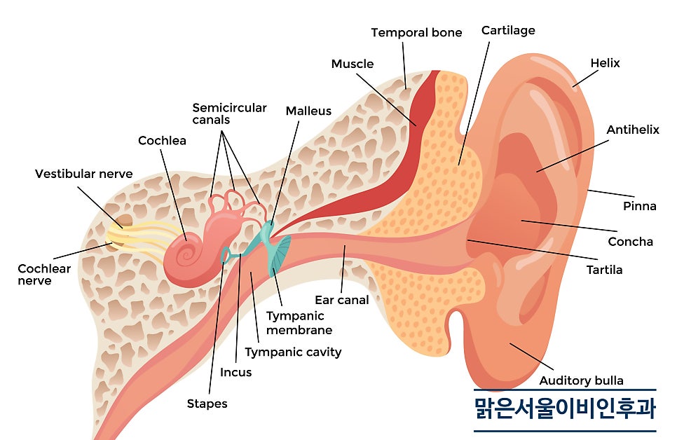 [양주이비인후과] 메니에르병의 증세는?