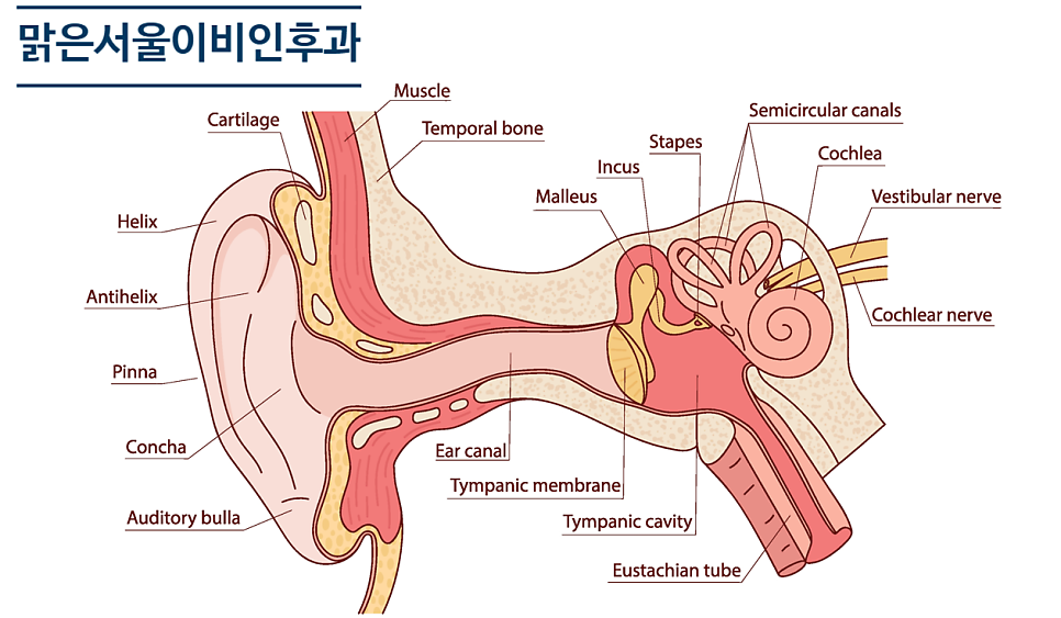 [노원이비인후과] 이석증, 왜 생기는 걸까요?